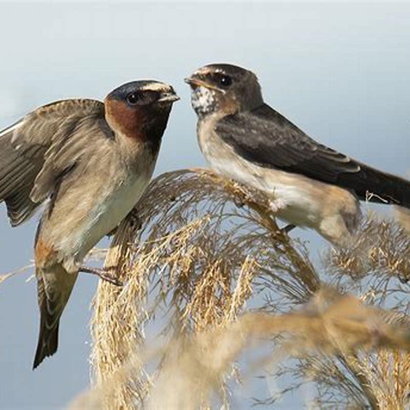 What do cliff swallows look like?