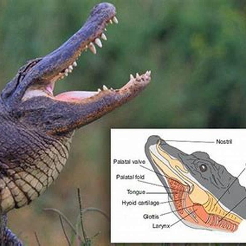 What do crocodiles and birds have in common?