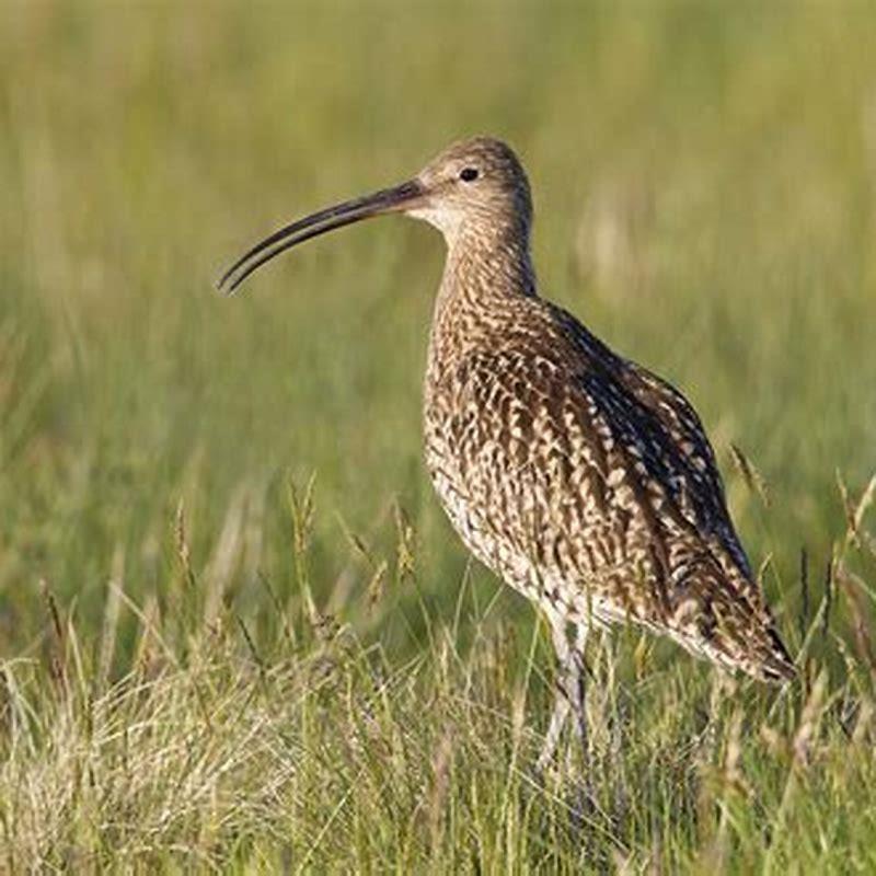 What do curlews eat UK?