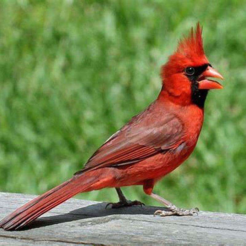 what-do-desert-cardinals-eat-diy-seattle