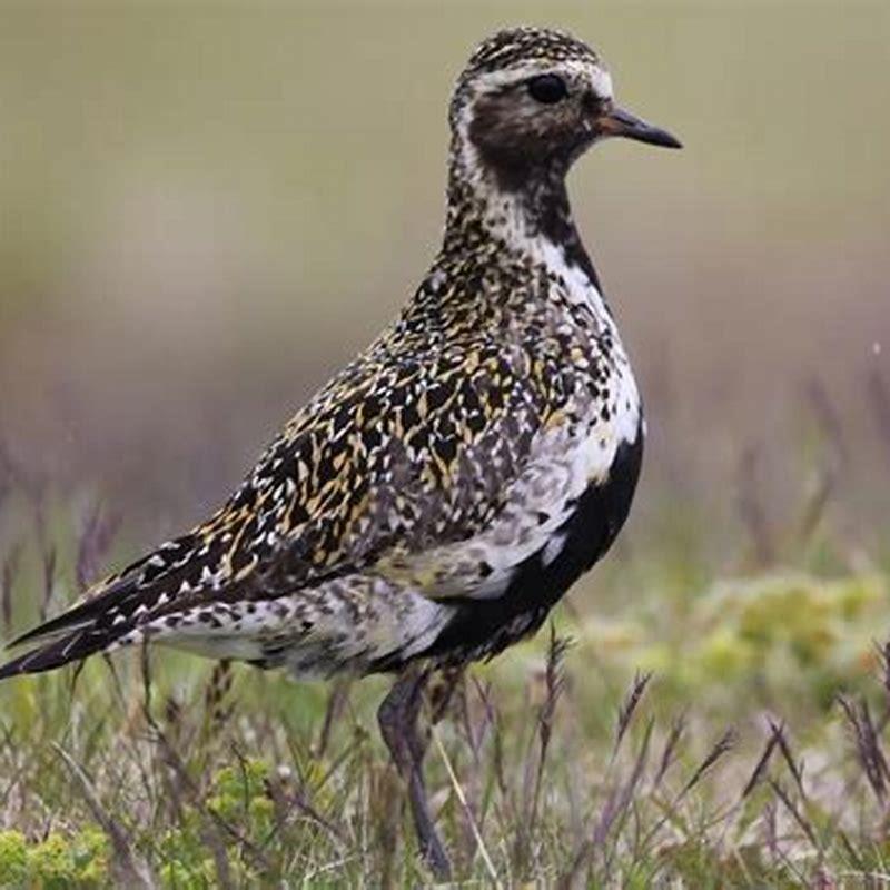 What do dotterel birds eat? - DIY Seattle