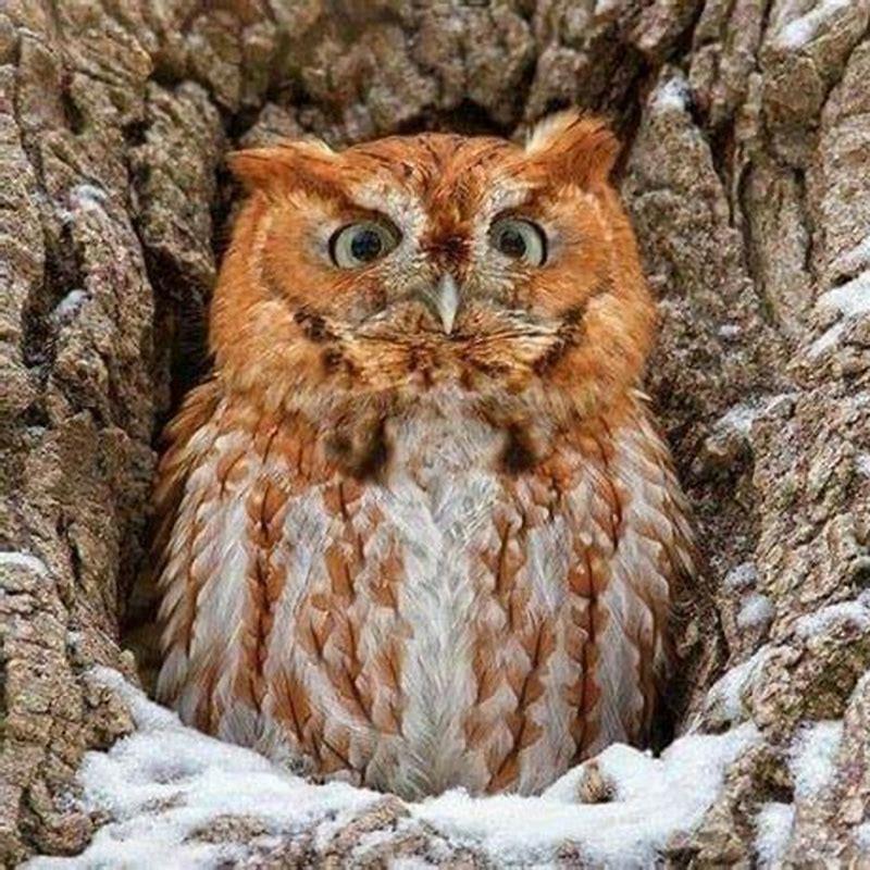 What do Eastern screech owls prey on?