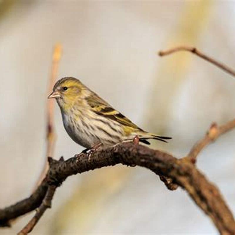 What do Eurasian siskin eat?