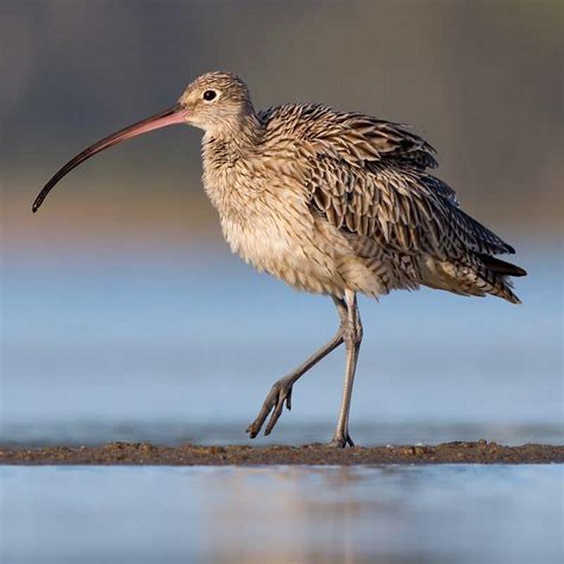 What do far eastern curlews eat? DIY Seattle