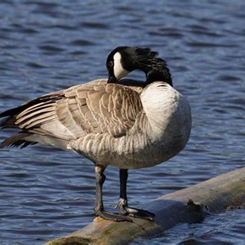 What do feathers do for water birds?