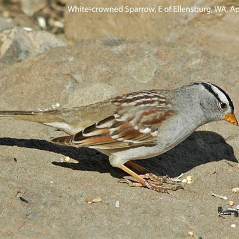 what-do-fox-sparrows-eat-diy-seattle