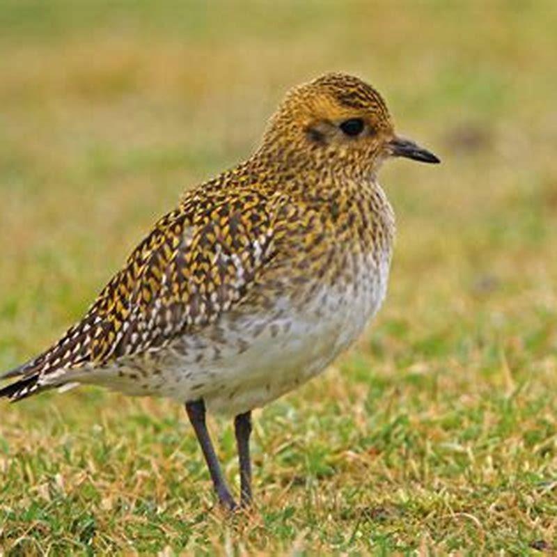 What do golden plovers eat? DIY Seattle