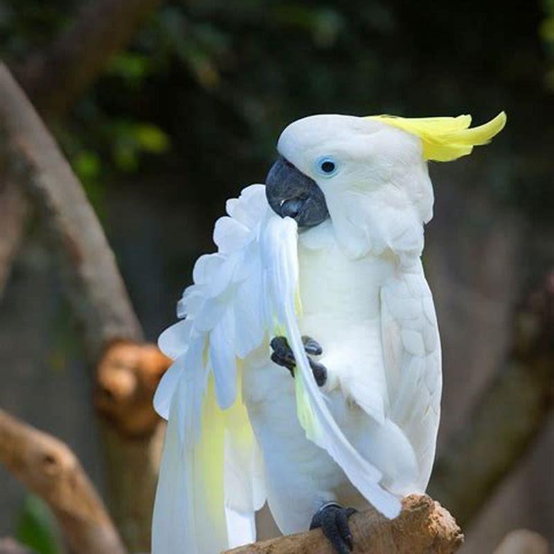 What do great billed parrots eat?