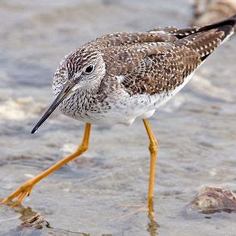 What do greater yellow legs eat?