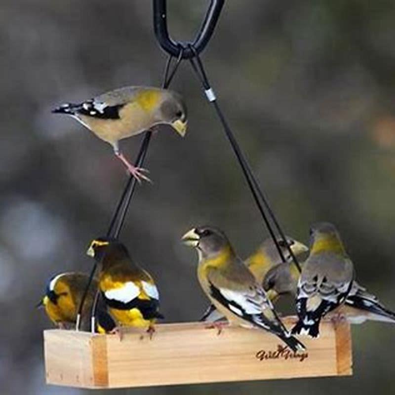 What do grosbeaks eat in winter?