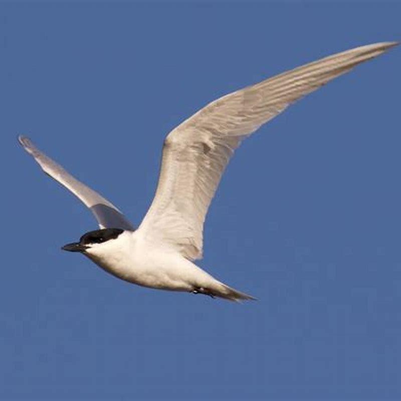 what-do-gull-billed-terns-eat-diy-seattle