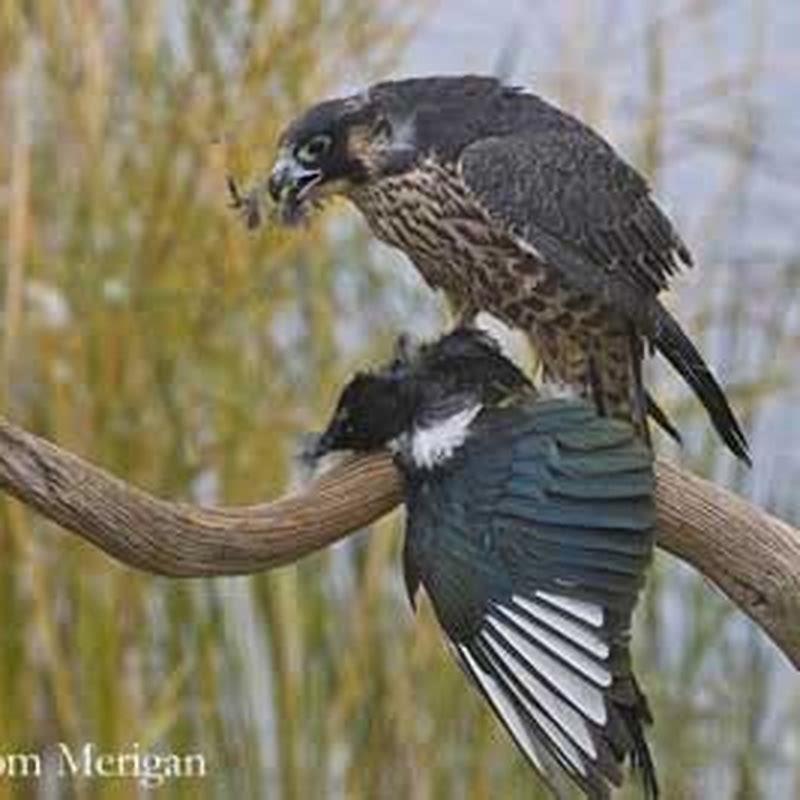 What do hobby falcons eat? DIY Seattle