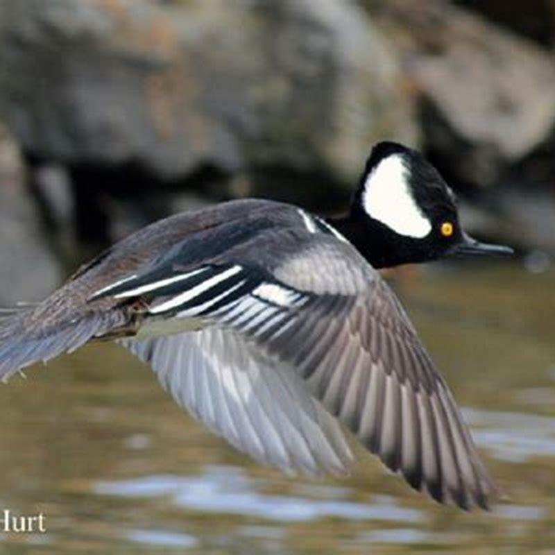 what-do-hooded-mergansers-eat-in-winter-diy-seattle