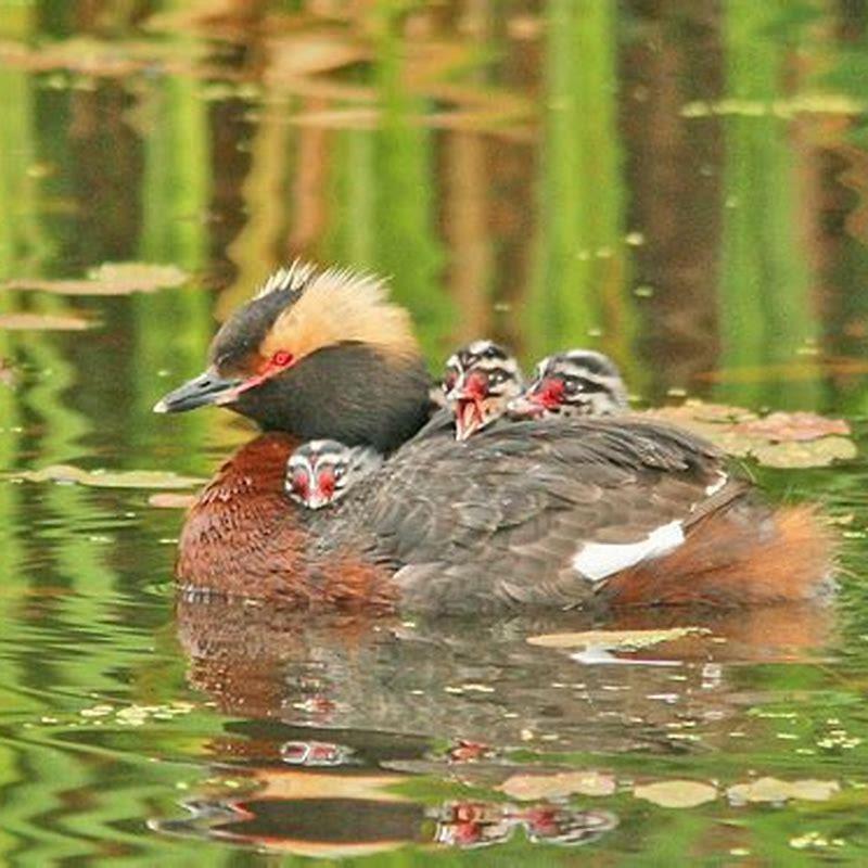 What do horned grebes eat? - DIY Seattle