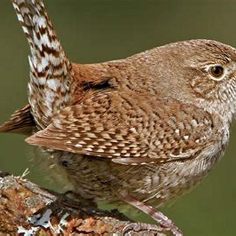 Will A Chickadee Use A Wren House