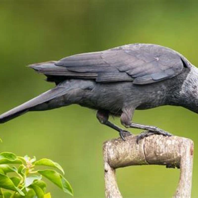 What do jackdaws eat in the garden?