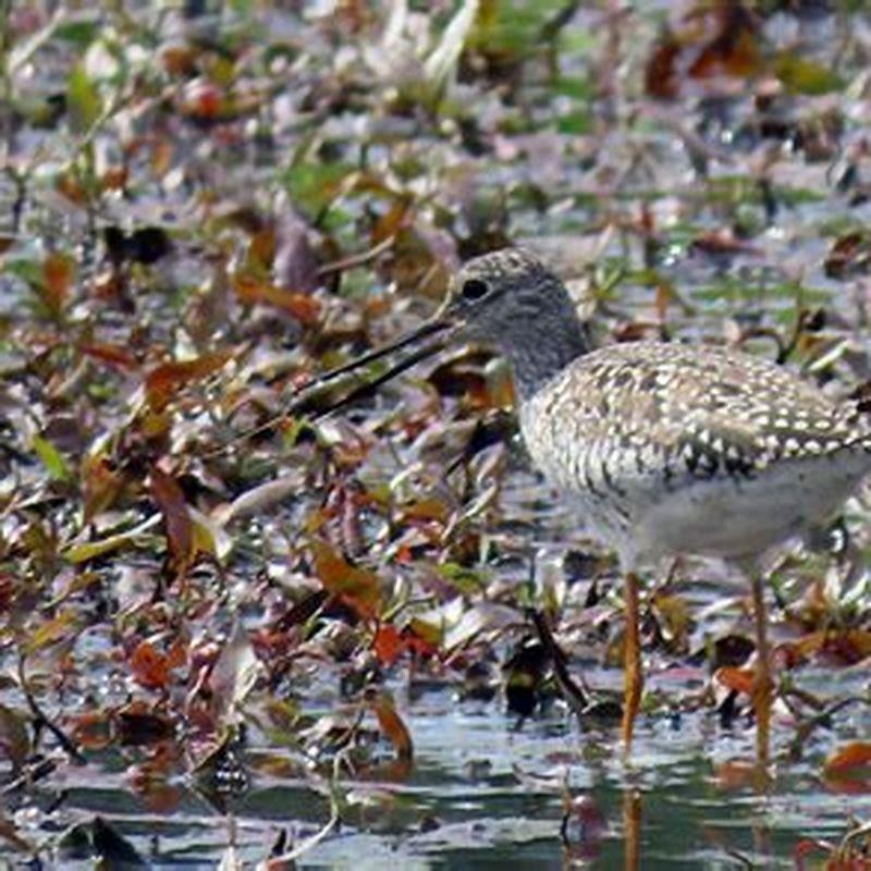 What do lesser yellowlegs eat?