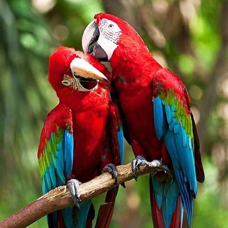 What do macaws do? - DIY Seattle