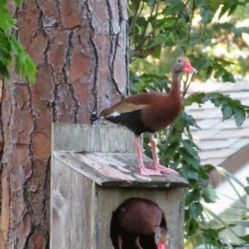 what-do-mexican-whistling-ducks-eat-diy-seattle