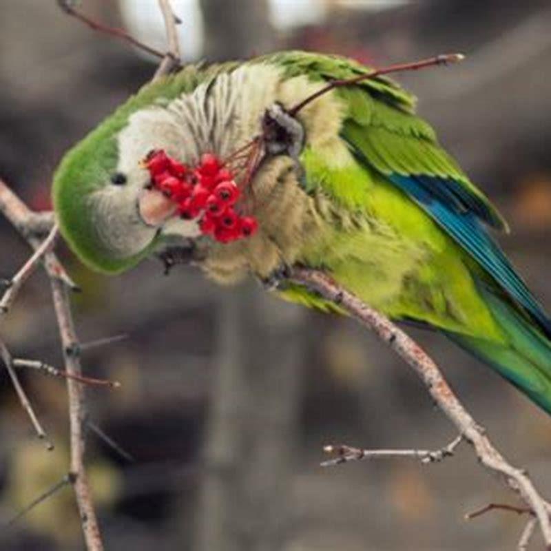 What do Monk parrots eat in the wild? - DIY Seattle