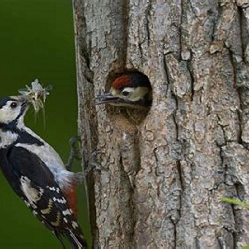 What do Mother birds feed their babies?