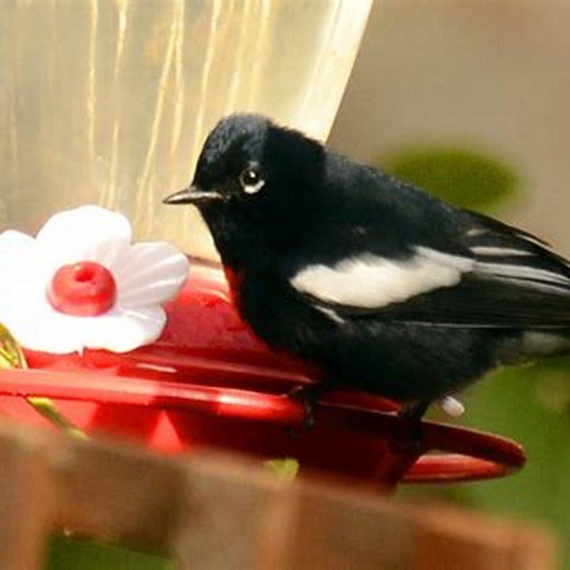 What do painted redstarts eat?