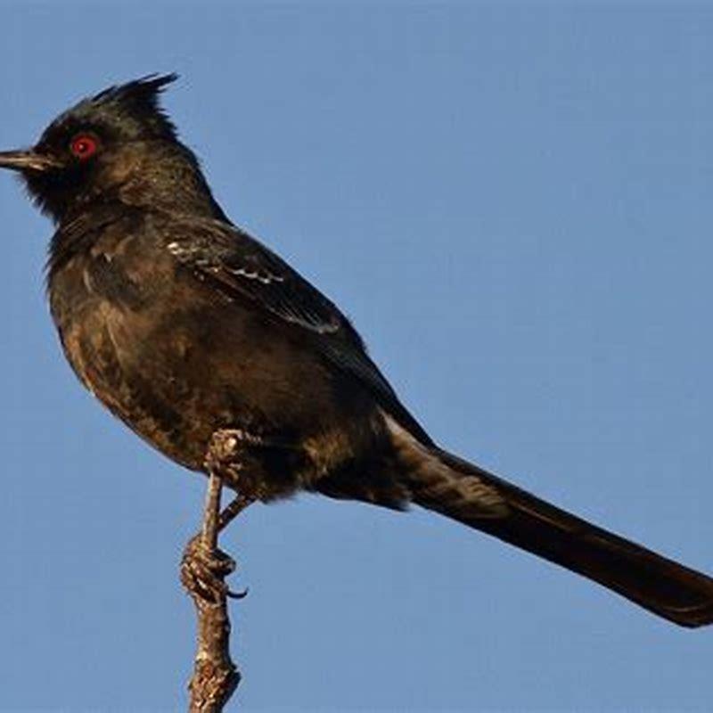 What do phainopepla birds eat?