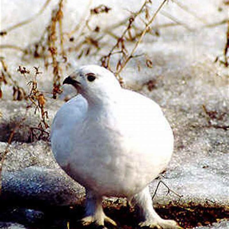 What do ptarmigan birds eat?