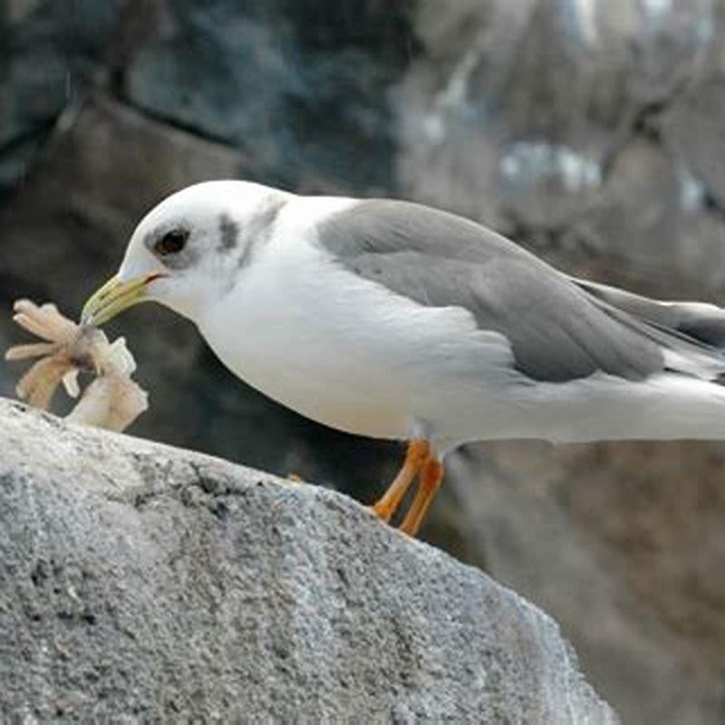 What do red legged kittiwake eat?