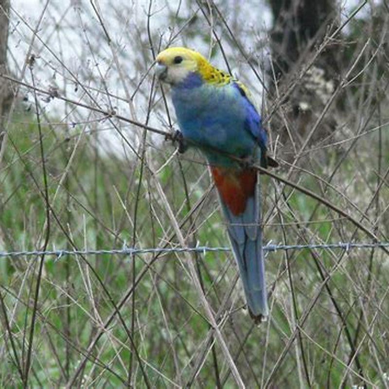 What do Rosellas love eating?