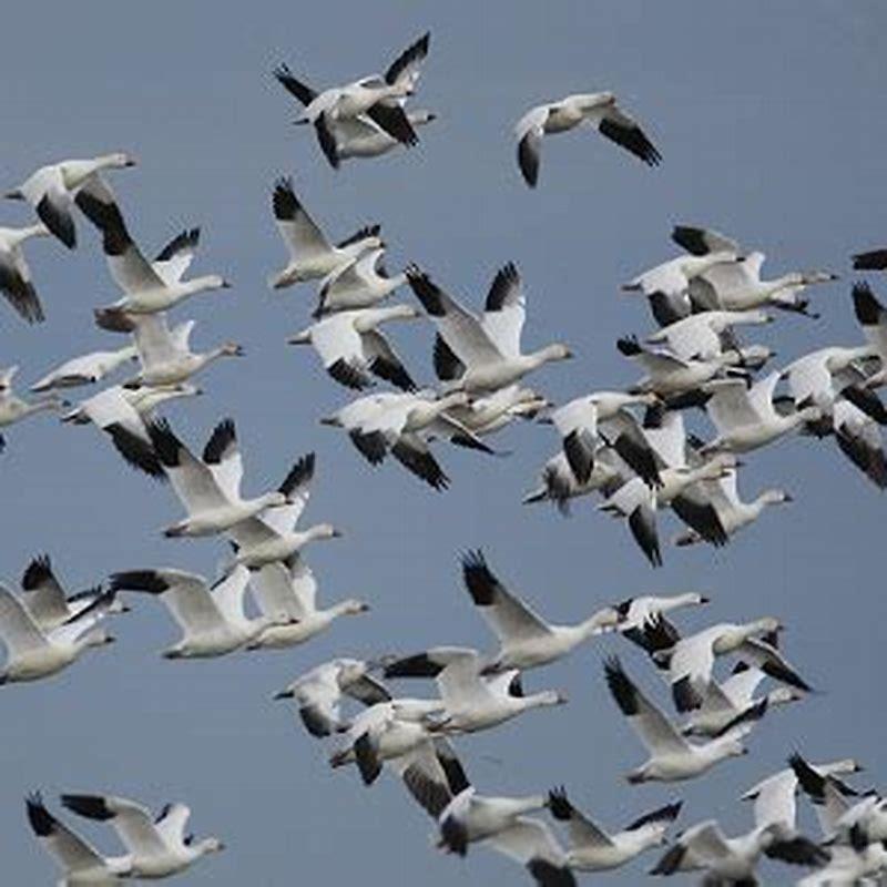 What do Ross’s gulls eat?
