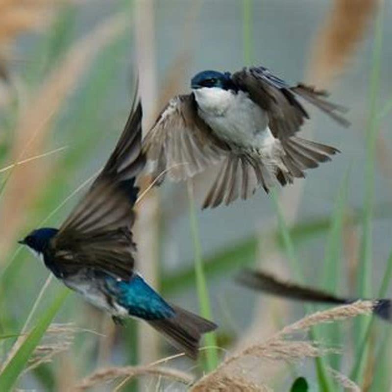 What Do Rough winged Swallows Eat DIY Seattle what-do-rough-winged-swallows-eat-diy-seattle