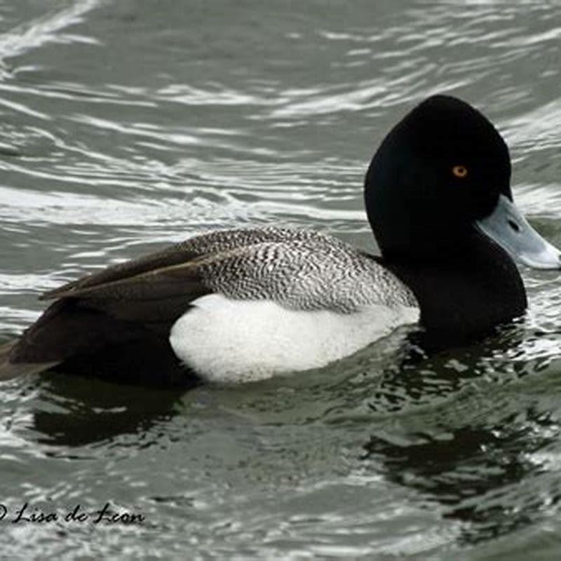 What do scaup look like?