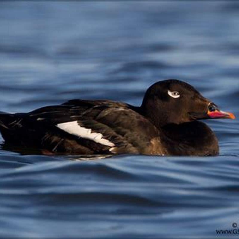 What Do Scoter Ducks Eat DIY Seattle what-do-scoter-ducks-eat-diy-seattle