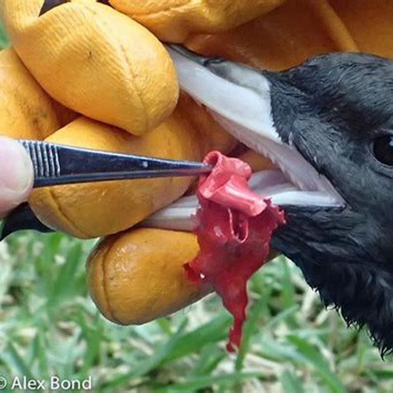 What do shearwater birds eat?