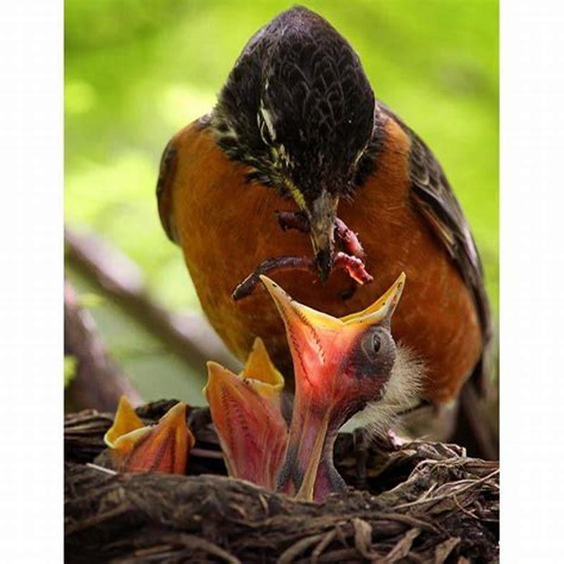What do small birds feed their babies?