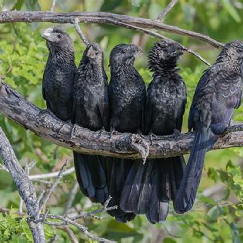 What do smooth-billed ani eat?