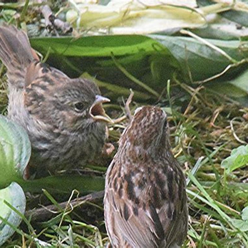 What do song sparrow babies eat? - DIY Seattle