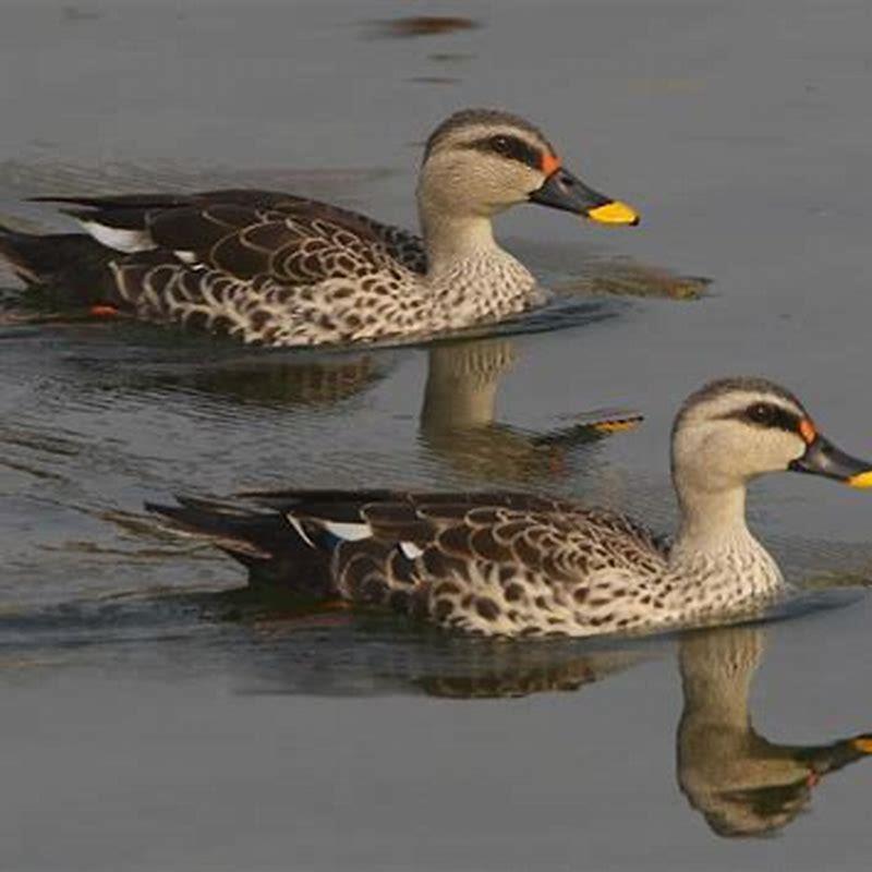 What do spot billed ducks eat?