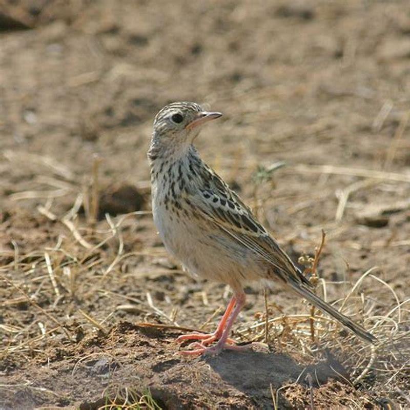 What do Sprague’s Pipits eat?