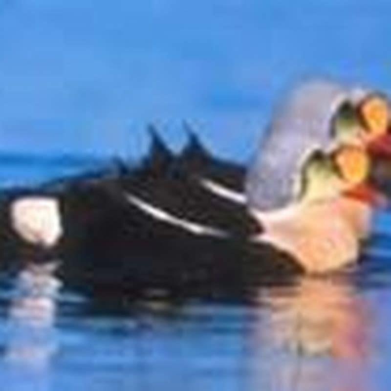 What do Steller's eider eat? - DIY Seattle