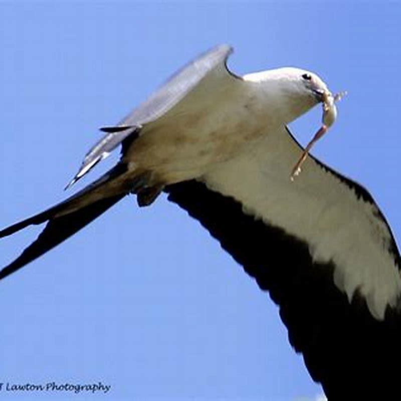 What do swallowtail Kites eat?