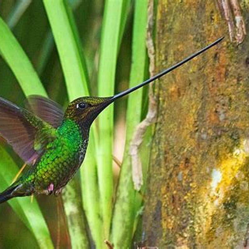 What do sword billed Hummingbirds eat?