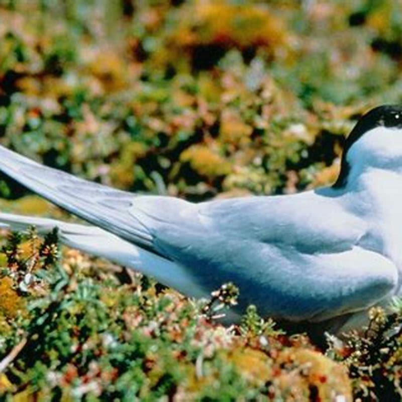 what-do-tern-birds-eat-diy-seattle