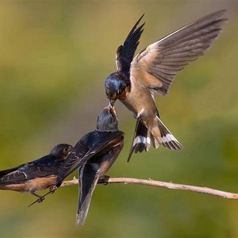 What do the birds swallows look like?