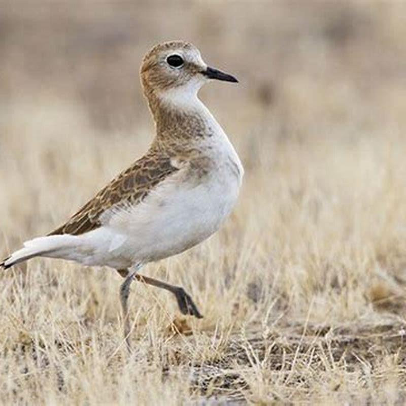 What do the mountain plovers eat?