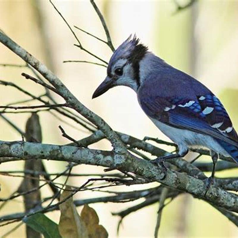 what-do-they-call-blue-jays-in-mexico-diy-seattle