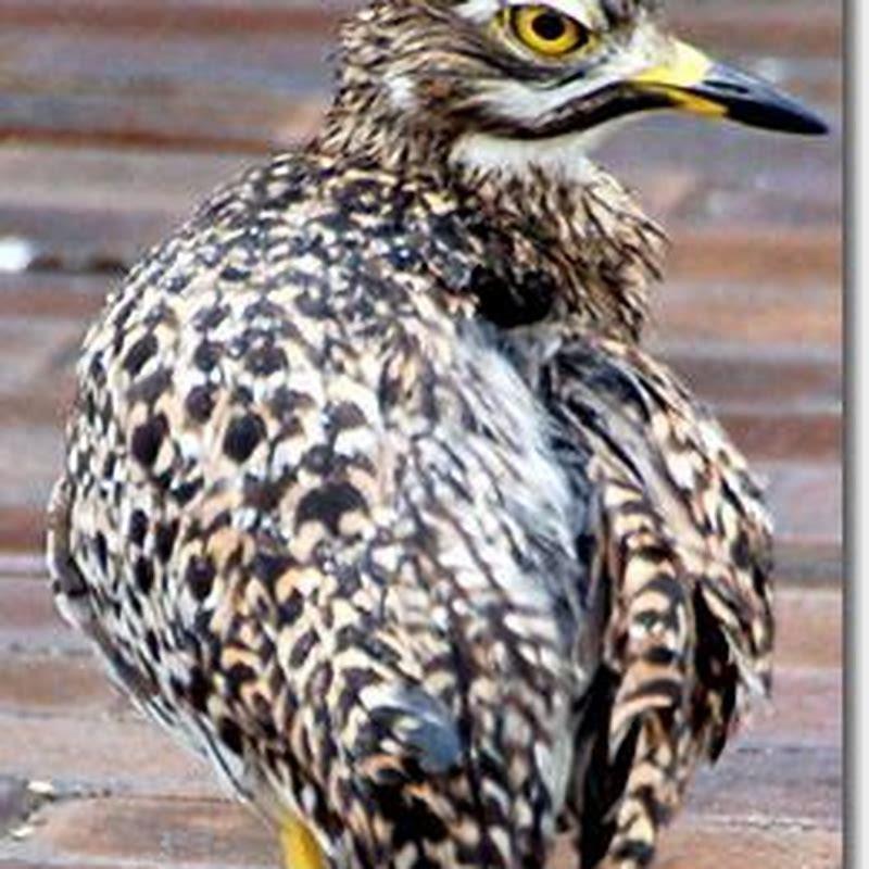 What do thick-knee birds eat?