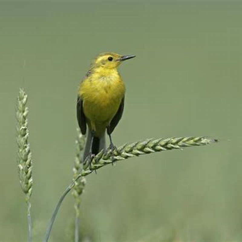 What do tree pipits eat?
