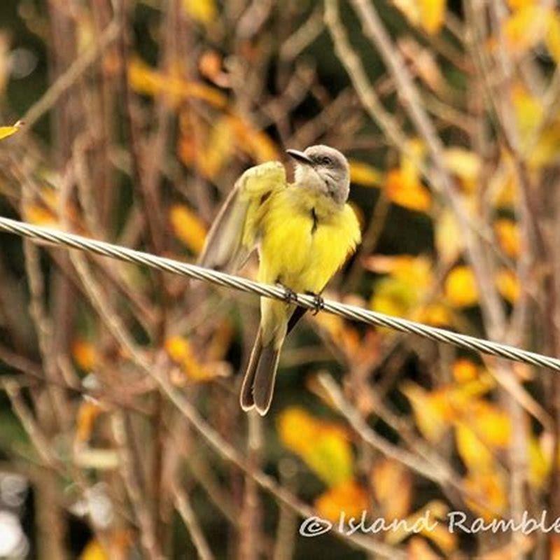 What do tropical kingbird eat?